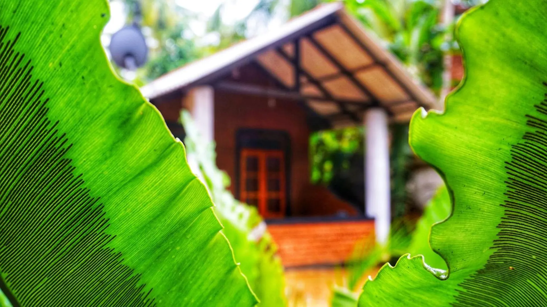 Osheen Homestay Sigiriya Sri Lanka